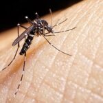 10-formas-efectivas-de-combatir-a-los-mosquitos-en-casa