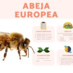 abeja-europea-habitat-y-caracteristicas-de-la-apis-mellifera