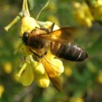 abeja-melifera-del-himalaya