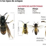 avispas-caracteristicas-de-los-avispones-en-la-actualidad