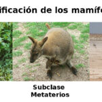 caracteristicas-y-clasificacion-de-la-mammalia