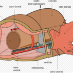 clasificacion-y-caracteristicas-de-la-polychaeta