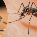 como-identificar-el-mosquito-del-dengue-guia-completa