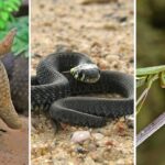 depredadoras-de-aranas-en-la-naturaleza