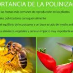 descubre-como-se-reproducen-las-abejas-y-su-importancia-en-el-ecosistema