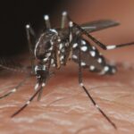 descubre-cual-es-el-mosquito-transmisor-del-dengue