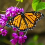 descubre-cual-es-la-mariposa-en-peligro-de-desaparecer