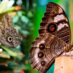 descubre-cuando-una-mariposa-llega-a-tu-vida