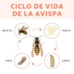 descubre-cuantas-avispas-pueden-habitar-en-un-avispero