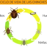 descubre-cuantas-chinches-pueden-salir-de-un-solo-huevo