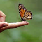 descubre-donde-se-encuentra-la-mayor-fuerza-de-voz-de-la-mariposa