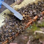 descubre-donde-viven-las-abejas-y-su-importancia-en-el-ecosistema