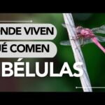 descubre-donde-viven-y-que-comen-las-libelulas