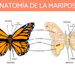 descubre-la-anatomia-interna-de-las-mariposas