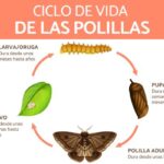 descubre-la-esperanza-de-vida-de-las-polillas-grandes