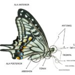 descubre-la-razon-detras-de-las-mariposas-en-el-estomago