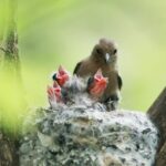 habitat-caracteristicas-y-reproduccion-de-los-pajaros